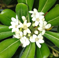 pittosporum tobira flor2
